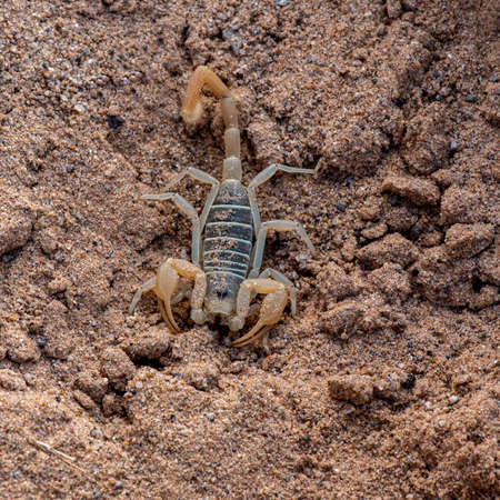 This dune scorpion (probably Smeringurus mesaensis), was found underneath a rock, hiding from the...