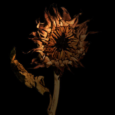 枯れた花の写真 イラスト素材一覧 15 328件 ストックフォトのamanaimages Plus