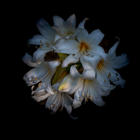 Selective focus and close-up view of Oriental Lily bulbs, Casablanca in nature, centered, with copy space, the background is black, side top viewの写真素材