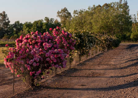 A fence covered with rose bushes in full bloom , UC Davis, California, USAの写真素材