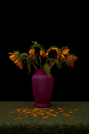 Still life portraying dead wilting sunflowers against black background shedding their petals onto green tablecloth, illustrating the concept of agingの写真素材