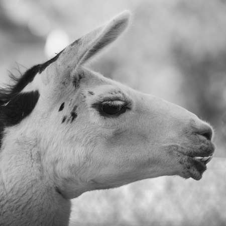 Close-up on the head of a shaved adult llama in black and white, with the years pointing forward, selective focus and side viewの写真素材