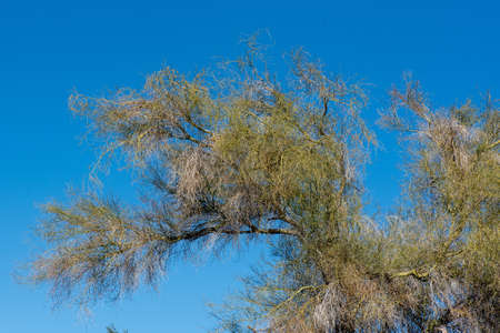 Branch of a Blue Palo Verde tree, Parkinsonia florida in Southern California