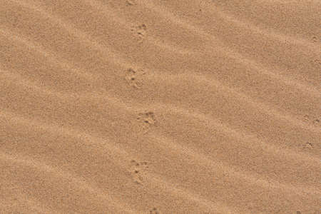 The desert floor reflects a history of seasonal rains and wind moving the sand about, creating...