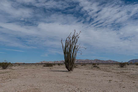 Pink Sand Verbena (Abronia umbellata) in the southern Desert of Californiaの写真素材