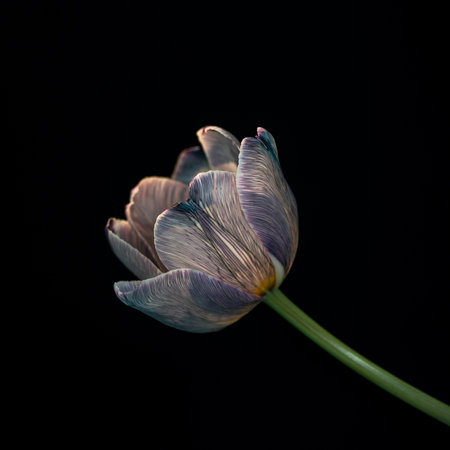 Opening up tulip flower against black background, one flower, symbolizing the beginning of the springの写真素材