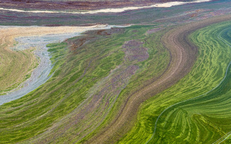 Green algae bloom on the surface of lakes is a nuissance for water management, but it can be very...