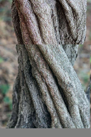 The twisted bark of a Ceanothus tree - background or texture
