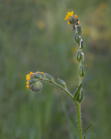 Amsinckia  intermedia, commonly known as Fiddleneck, close-up of the flower highlighting its spiral arrangement against a smooth green bokey background, viewed from the sideの写真素材