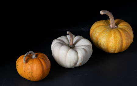 Abstract still life displayingmini-pumpkins against black background- halloween or thanksgiving...