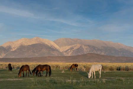 Mono Lake wild horses grazing in the morning in a meadow, with mountains in the background, California, USA, and cloudless blue-sky copy-spaceの写真素材