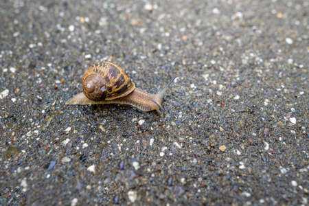 A common garden snail, Cornu aspersum, on the sidewalk, with plenty of space for copyの写真素材