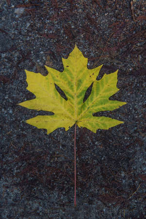 A yellow leaf of  the bigleaf maple, Acer macrophyllum, on the ground after rain. The leaf of this species of mapple is the largest known.の写真素材