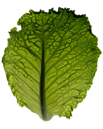 Green cabbage leaf close-up, veins and leaf structure isolated on white, dorsal viewの写真素材