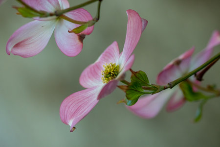 Three dogwood flowers, pink. Spring concept against green bokeh background, viewed from the side, selective focus, highlighting the center and petalsの写真素材