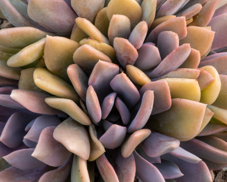 Close-up of the center of a hen and chicks viewed from above, fleshy leaves, pointed, oranized in a concentric way, background or backdropの写真素材