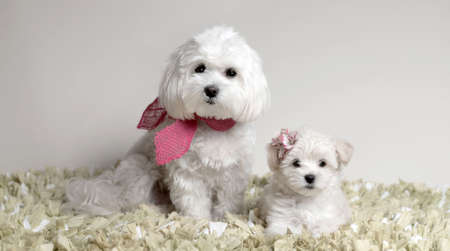 two maltipoo dogs looking to the camera posing by a blank white backgroundの写真素材