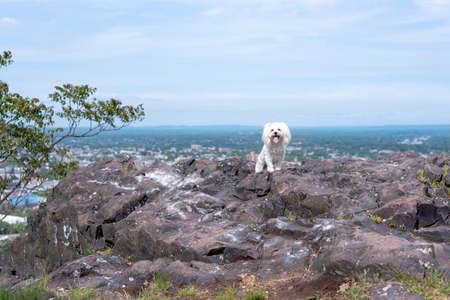 one maltipoo female dog posing for the camera on top of a rock by a high landscape
