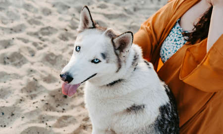 one husky dog on the beachの写真素材