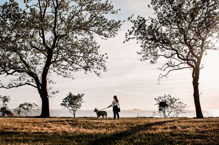one girl and her husky dog on the beachの写真素材