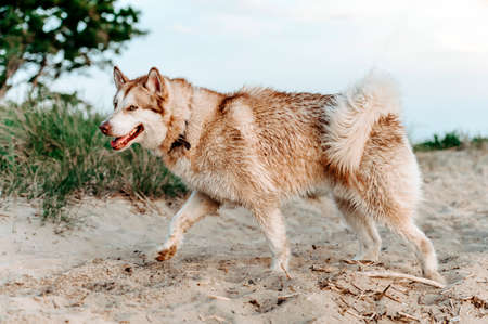 one husky dog on the beachの写真素材