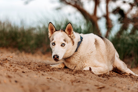 one husky dog on the beachの写真素材