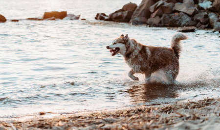 one husky dog moving on the water on the beachの写真素材