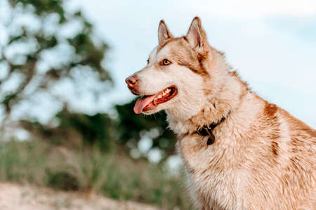 one husky dog on the beach