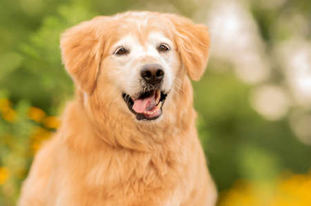 one golden retriever dog posing for the camera with the tongue out in the parkの写真素材