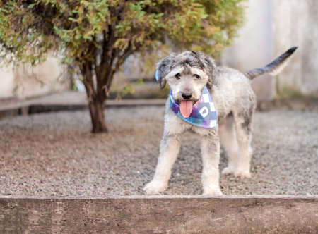 super cute big fluffy mixed breed shelter puppy dog wearing a colorful bandana with the tongue out...