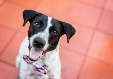 super cute black and white mixed breed shelter dog looking straight up to the camera smiling with...