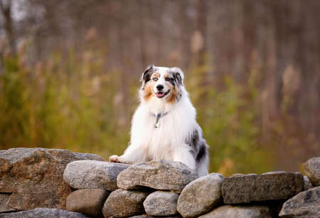 one fluffy australian shepherd dog in the park posing for the camera standing on the green grassの写真素材