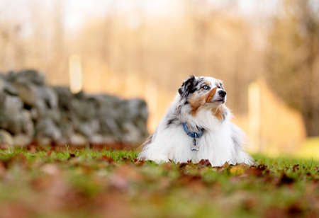 one fluffy australian shepherd dog in the park posing for the camera standing on the green grassの写真素材