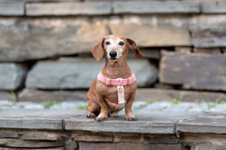 one brown Dachshund dog posing for the camera with plants in the backgroundの写真素材