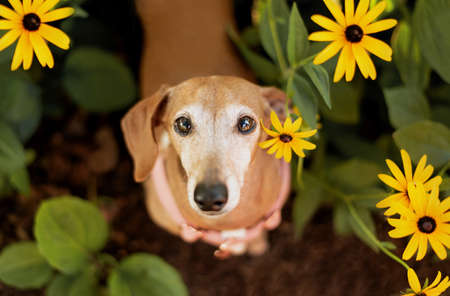 one brown Dachshund dog posing for the camera with plants and flowers in the backgroundの写真素材