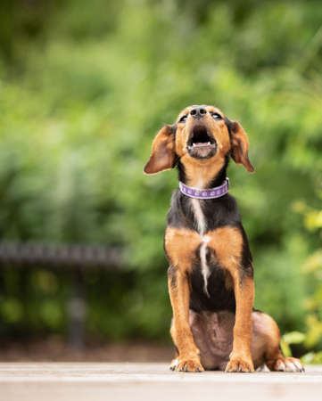 adorable black and brown mixed breed puppy dog posing for the camera in the park