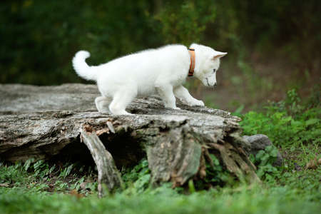 one white siberian husky posing for the camera in the woods among green plants and trees in the woodsの写真素材