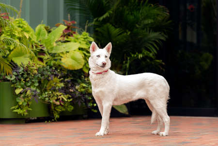 one white siberian husky dog posing for the camera on a green chair at a cafe