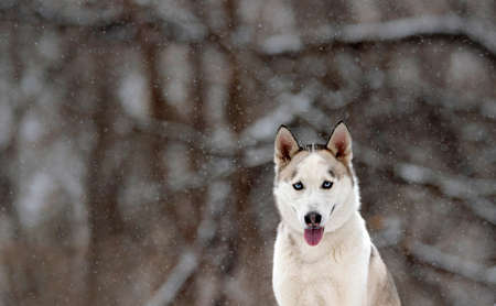 beautiful white husky in the woods during winter, snowing day, with trees in the back, cold day