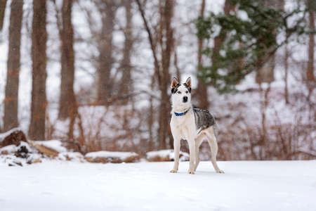 beautiful white husky in the woods during winter, snowing day, with trees in the back, cold dayの写真素材