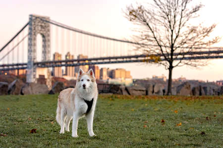 white husky dog walking posing for the camera in the park by a bush of flowers and a river in the...