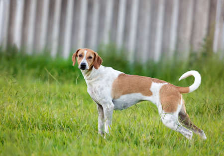 one small mixed breed rescue dog with the tongue out posing in the park