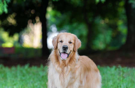 one adorable golden retriever dog posing for the camera on the green grass in the park trees in the back sunny afternoon golden hourの写真素材