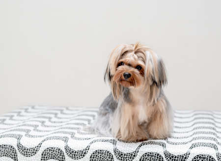 adorable little yorkshire dog with the tongue out posing for the camera with a white background