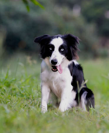 beautiful border collie dog with bright eyes tongue out posing on the green grass in the parkの写真素材