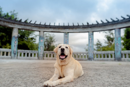 adorable yellow lab resting on the floor with the tongue out looking at the camera posing in front of a round construction, blue sky and green trees in the backgroundの写真素材