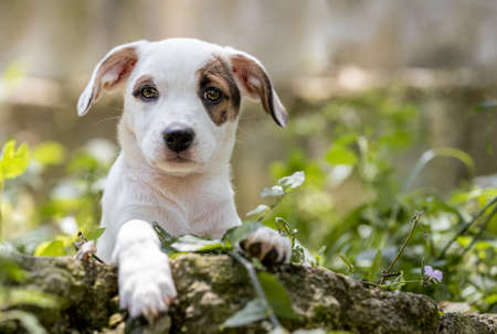 one small mixed breed puppy dog looking at the camera posing on a stem among green plantsの写真素材