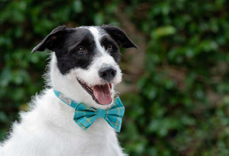 beautiful black and white mixed breed dog with the tongue out wearing a blue bow tie on the neck posing for the cameraの写真素材