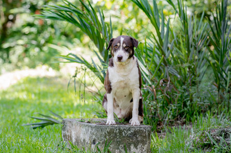 beautiful black and white mixed breed dog posing for the camera	in the park