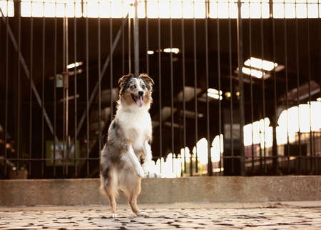 one fluffy australian shepherd dog in the park posing for the camera standing on the grass at liberty state park in new jersey usaの写真素材